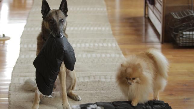  2 Helden auf 8 Pfoten: Meatball und Cassie sind ein starkes Team.