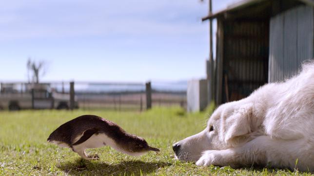 Der kleine Zwergpinguin hat keine Angst vor Hütehund Oddball. Ist das der Beginn einer neuen Freundschaft?