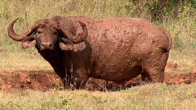 Paula und die wilden Tiere Achtung Büffel!