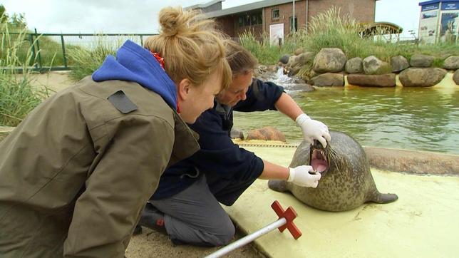 Paula und die wilden Tiere Eine Sandbank voller Robben 12.04.2014