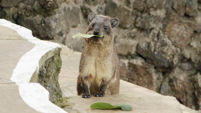 Paula und die wilden Tiere Familie Klippschliefer 