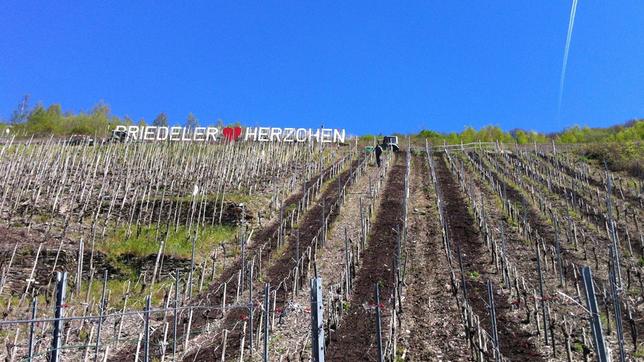 Der Hang des Weinberges Bremmer Calmont im Frühling.