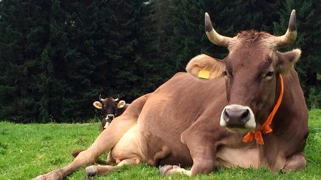 Kuh „Lena“ trägt ihre orangene „Maus-Schleife“ und rastet gemütlich auf der Wiese der Alpe Oberberg.