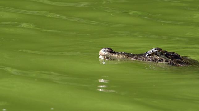 Krokodil im Wasser