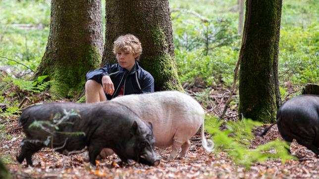 Tim sitzt mit drei Schweinen im Wald