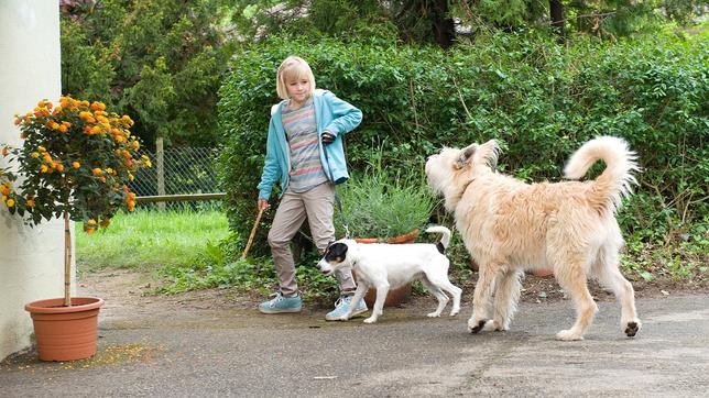 Zwei Hunde und Frauchen