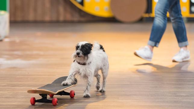 Mischlingsrüde Knox zeigt, was er so alles mit dem Skateboard kann.