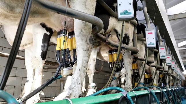 Kühen wird die Muttermilch abgepumpt.