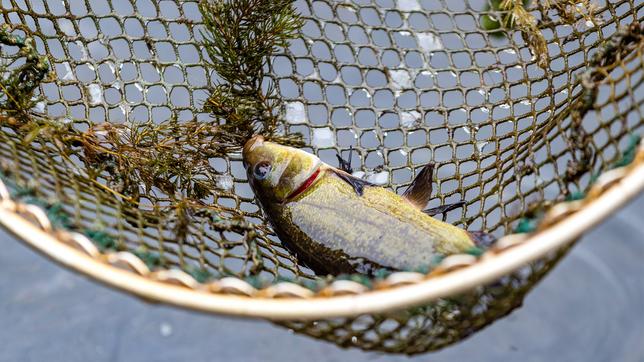 Rettung für "gestrandete" Fische