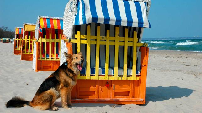 Hund am Strand