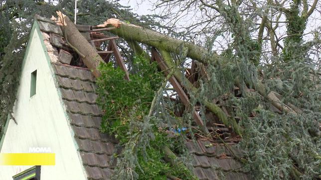 Ein Baum ist auf ein Haus gestürzt.