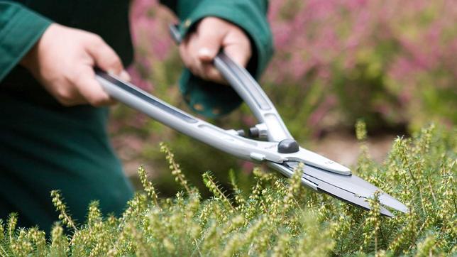 Service: Rückschnitt im Garten