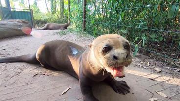 Riesenotter in Nahaufnahme