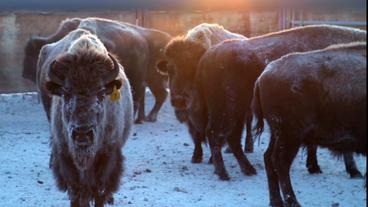 Eine Herde Bisons