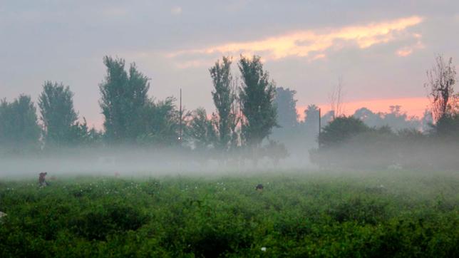 Bild: SWR Feld mit Jasmin-Pflückern