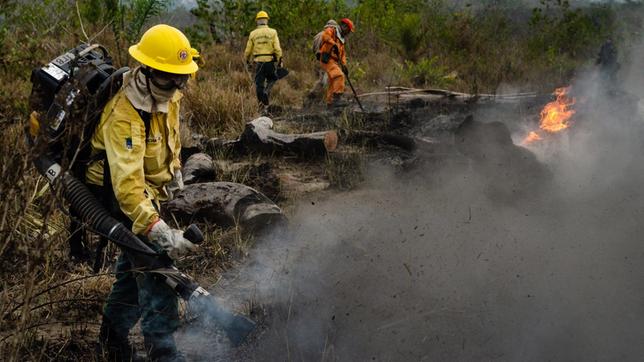 Feuerwehrleute bekämpfen einen Buschbrand.