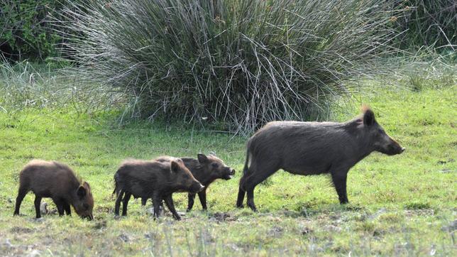 Ein großes und drei kleine Wildschweine