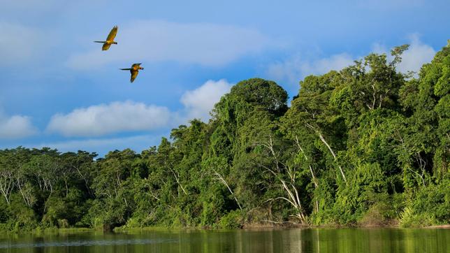 Zwei große Vögel fliegen über ein Gewässer und einen Wald