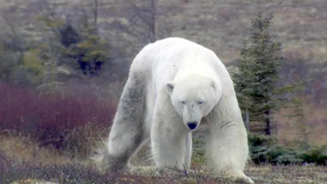 Ein Eisbär