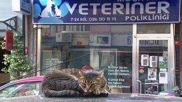 Eine Katze auf einem Autodach