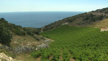 Weinberge und Meer