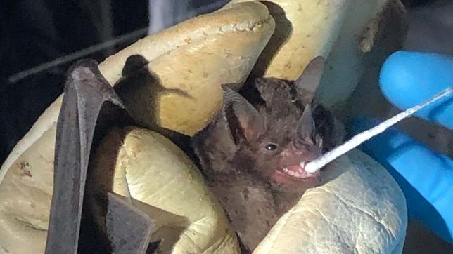 Einer Fledermaus wird mit Wattestäbchen ein Abstrich entnommen