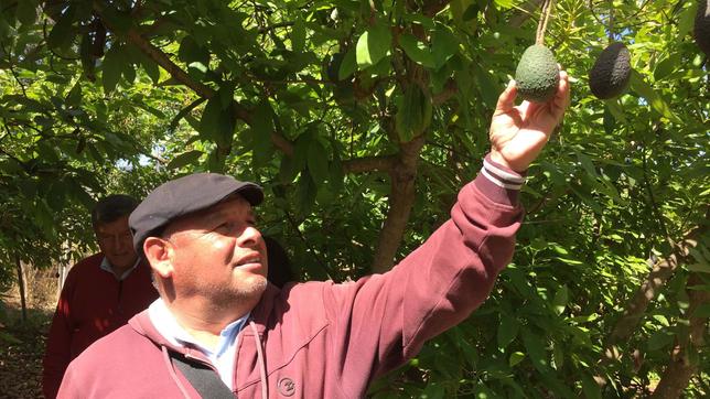 Rodrigo Mundaca hält Avocado in der Hand.