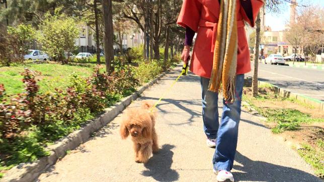 Hund mit Frauchen auf Strasse