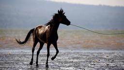 Nach einem Tag auf der staubigen Rennstrecke bekommen die Pferde Auslauf am Meer.