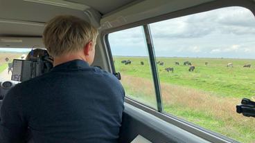 Niederlande: Jenseits von Afrika – ein künstliches Naturschutzgebiet in den Niederlanden