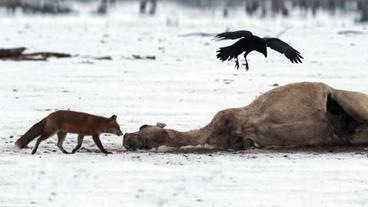 Niederlande: Weil es nicht genug Nahrung gibt, verhungern viele Tiere im Winter