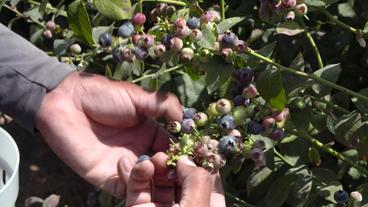 Hand pflückt Blaubeeren 