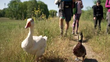 Polen: Marsch für die Oder: Umweltschützer schlagen Alarm.