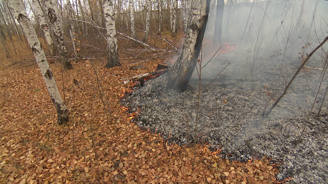 Waldboden mit kleinen Flammen und verkohlten Stellen. 