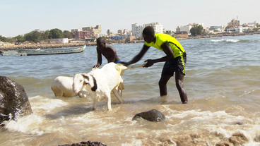 Schaf wird im Meer gewaschen