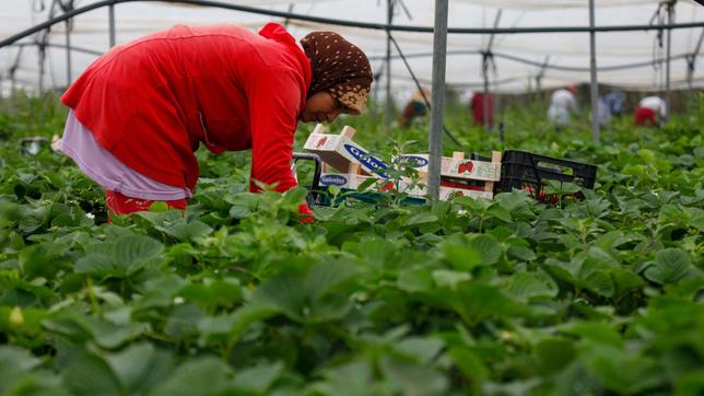 Erntehelferin pflückt Erdbeeren 