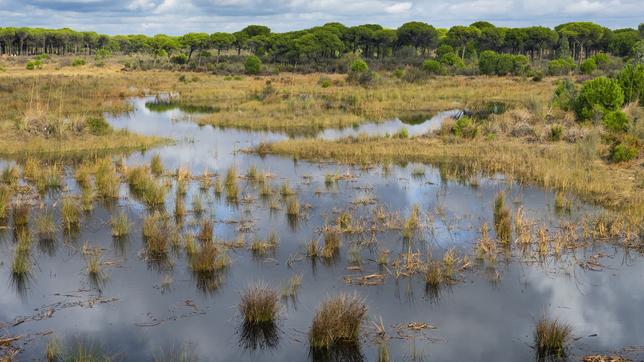 Ansicht Nationalpark Coto de Doñana 