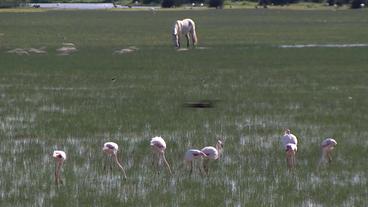 Tiere im Nationalpark