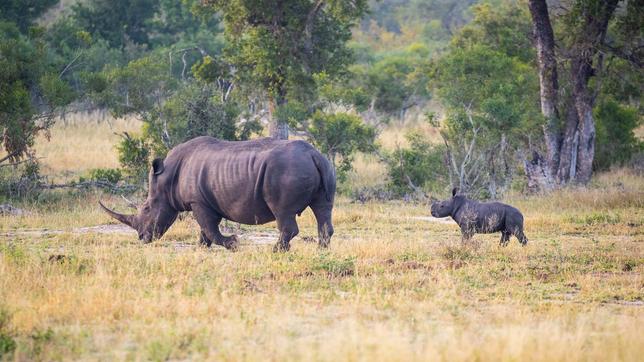 Nashorn-Mutter mit Jungtier