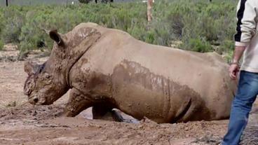 Die Tiere verenden qualvoll