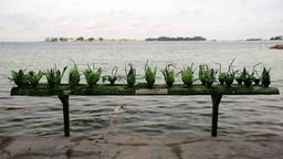 Insel-Idyll mit Blumen aus Plastikflaschen