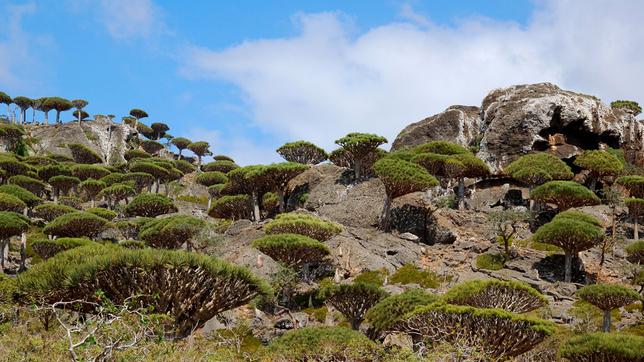 Drachenblutbaum zwischen Felsen auf der Insel Sokotra