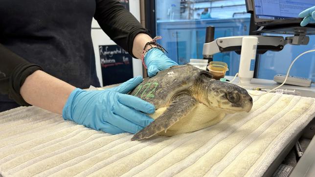 Schildkröte auf einem Handtuch.