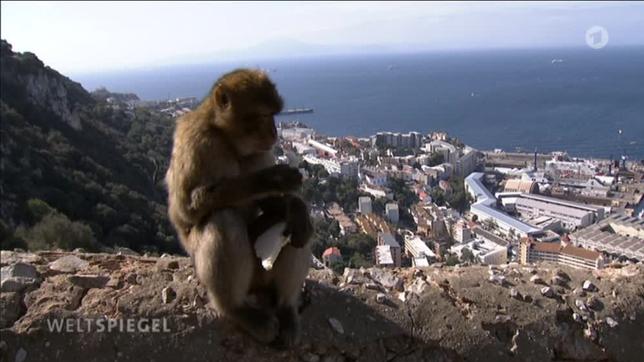 Affe Gibraltar