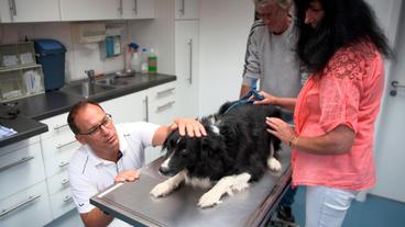 Bild: NDR/Doclights GmbH 2020 Christa Weber ist sehr aufgewühlt, denn ihrer elfjährigen Border Collie Hündin Alina steht die Entfernung der Gesäugeleiste bevor.