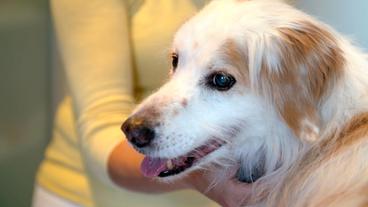Der 17-jährige Janny ist vor einigen Tagen operiert worden. Nun müssen die Klammern raus. Wird der Hundesenior das gut verkraften?