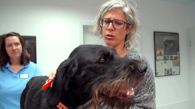 Bild: NDR/Doclights GmbH 2020 Der Deutsch Drahthaar Quintus leidet seit einer Woche unter Husten. Eine Endoskopie steht ihm bevor. Tanja May tröstet ihren zweijährigen Jagdhund.