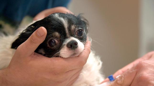 Bild: NDR/Doclights GmbH 2020 Der fünfjährige Chihuahua Lucky ist völlig verdreht, knickt mit den Hinterläufen weg und hat wahrscheinlich große Schmerzen.