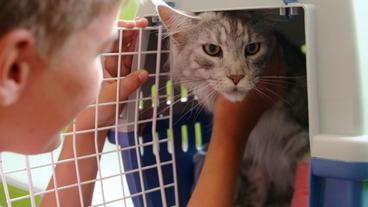 Bild: NDR/Doclights GmbH 2020 Die 14 Monate alte Maine Coon Katze Flori hat sich eine Zehe der Vorderpfote ausgerenkt. Der Schüler Felix Teich möchte am liebsten bei der OP seiner Flori dabei sein.