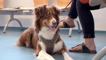 Bild: NDR/Doclights GmbH 2020 Die fünfjährige Australian Shepherd Hündin Mathilda hat sich beim Toben mit einem Stöckchen verletzt.